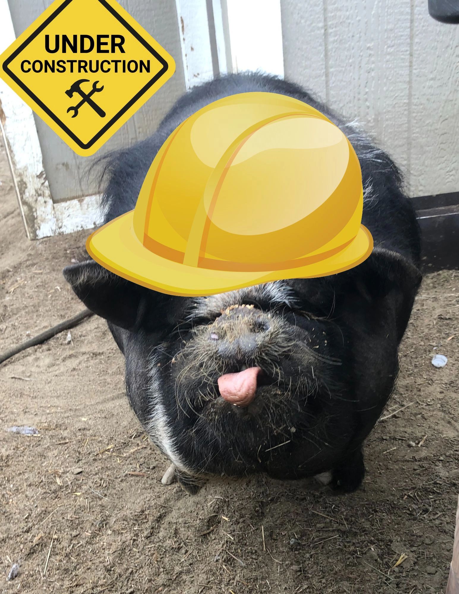 Adoptable Pigs